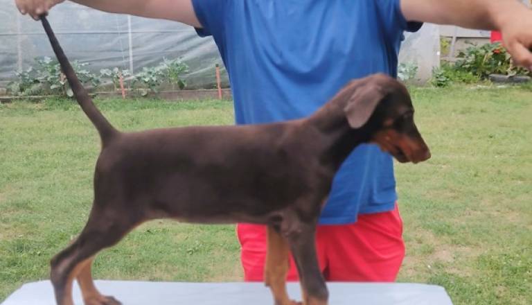 4-dobermani-n0925.jpg