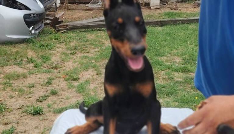 5-dobermani-n0925.jpg