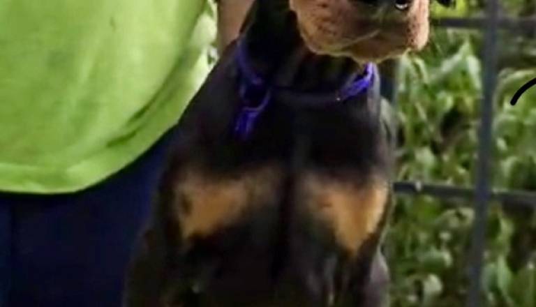 11-doberman-av0925.jpg