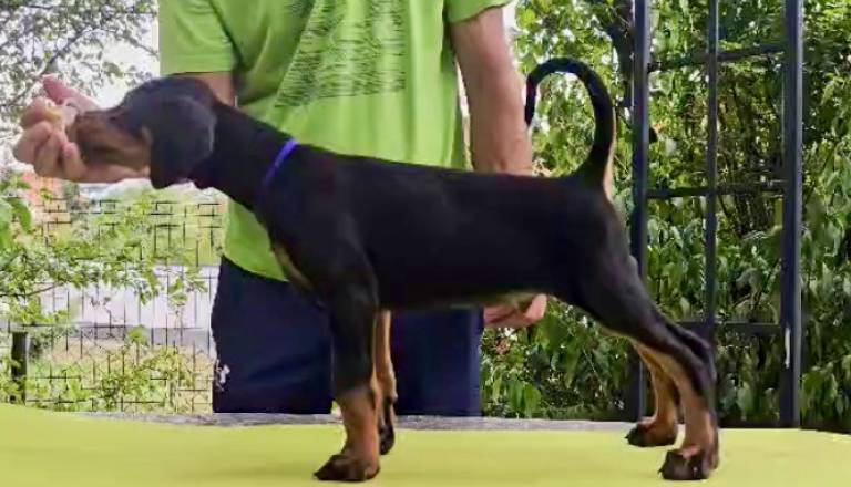 2-doberman-av0925.jpg
