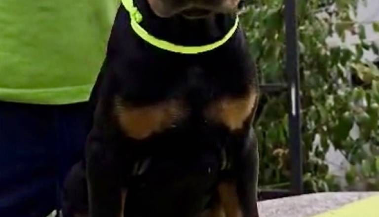 3-doberman-av0925.jpg