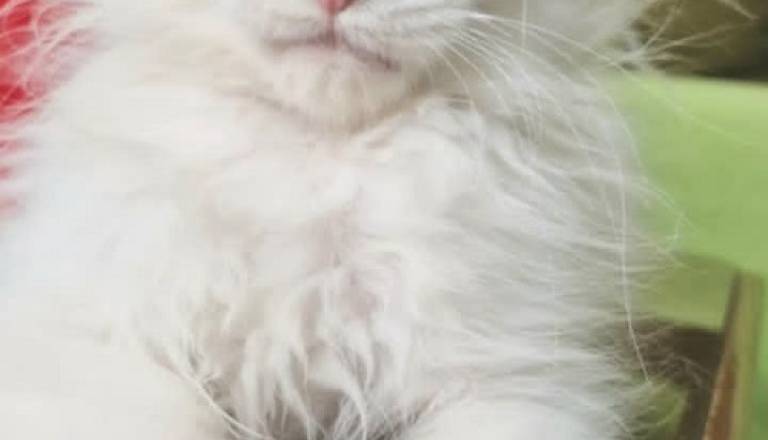 3-maine-coon-0725.jpg