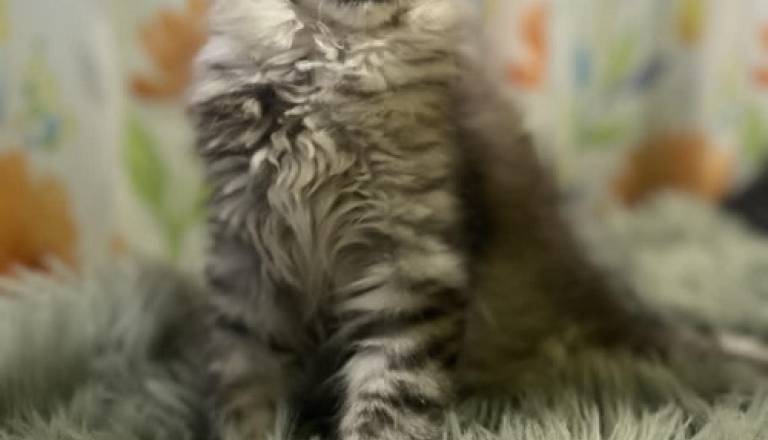 4-maine-coon-0725.jpg