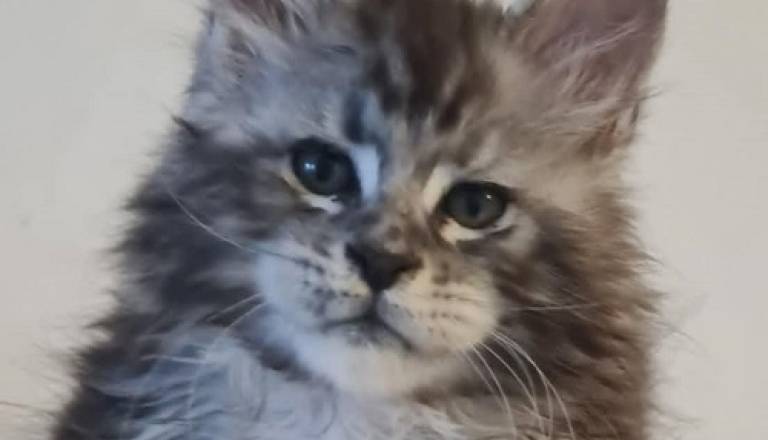 5-maine-coon-0725.jpg
