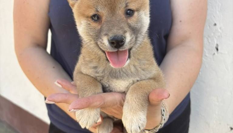 2-shiba-inu-dp0925.jpg