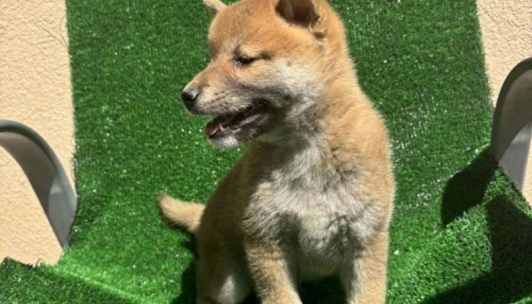 3-shiba-inu-dp0925.jpg