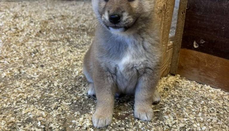 4-shiba-inu-dp0925.jpg