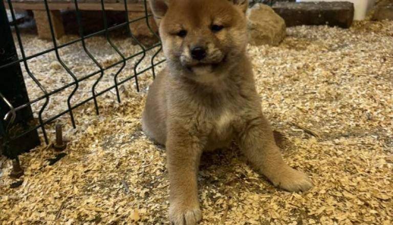 5-shiba-inu-dp0925.jpg