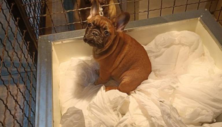 2-frbulldoglj0126.jpg