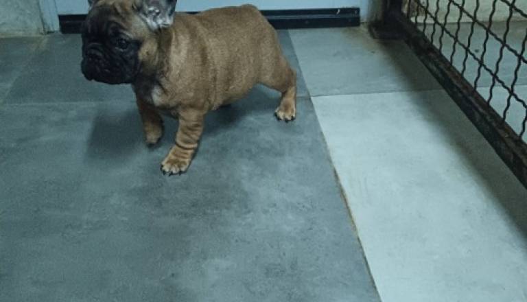 3-frbulldoglj0126.jpg