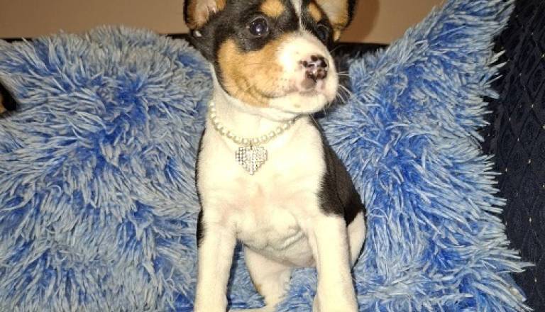 10-basenji-gz0126.jpg