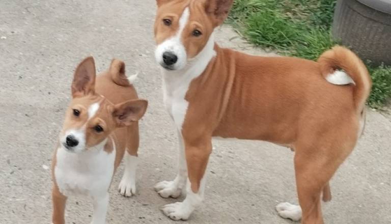 2-basenji-gz0126.jpg
