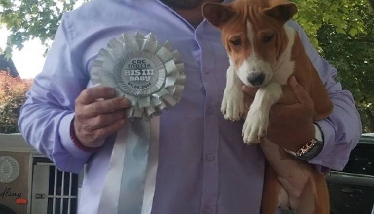 6-basenji-gz0126.jpg