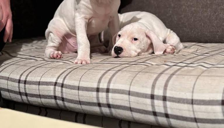 2-dogoargentinos0126.jpg