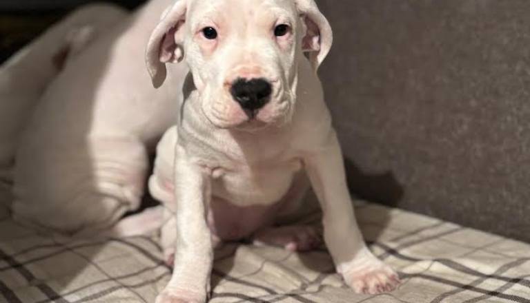 3-dogoargentinos0126.jpg