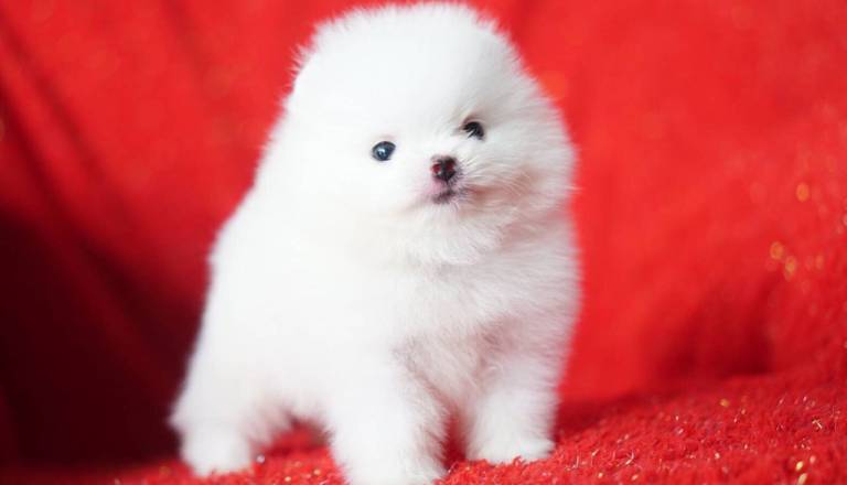 extra-small-teddy-bear-white-boy-5dd14b837b081.jpg