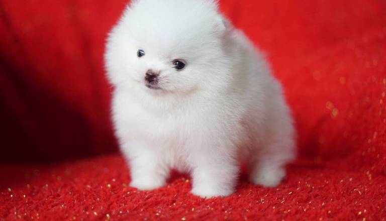 extra-small-teddy-bear-white-boy-5dd14b97513c6.jpg