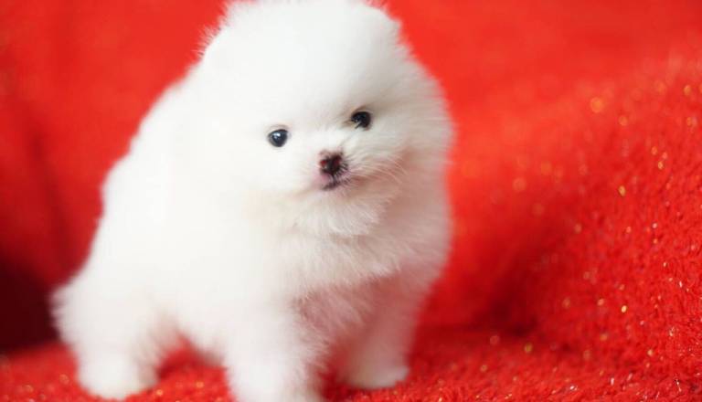 extra-small-teddy-bear-white-boy-5dd14ba7d6a8c.jpg