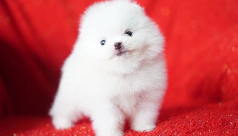 extra-small-teddy-bear-white-boy-5dd14bb51ec3b.jpg