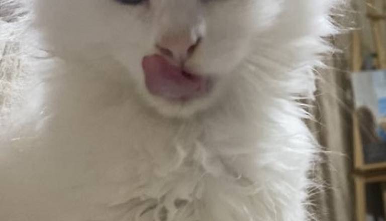 3mainecoonm0626.jpg