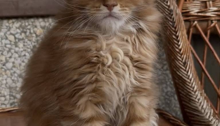 4mainecoonm0626.jpg