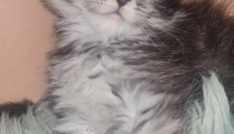 5mainecoonm0626.jpg