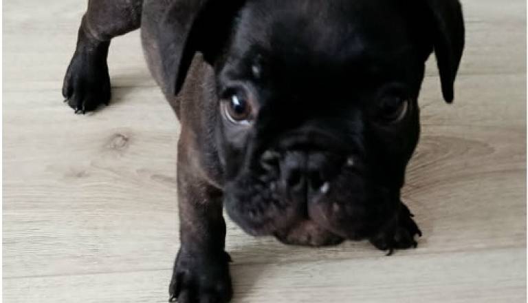1-francuskibuldogt0726.jpg