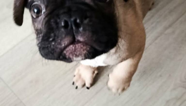 3-francuskibuldogt0726.jpg