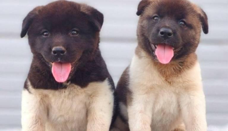 americka-akita-01.jpg