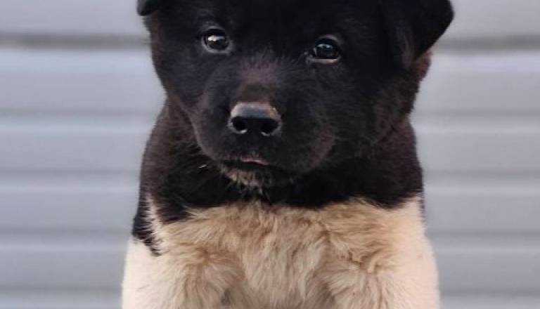 americka-akita-03.jpg