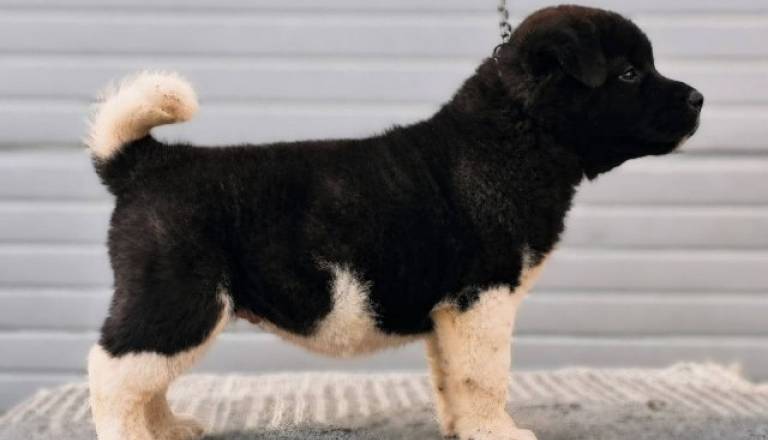 americka-akita-04.jpg