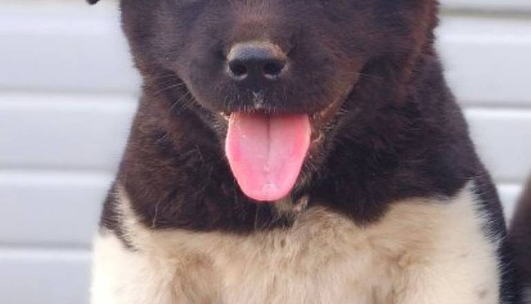 americka-akita-02.jpg