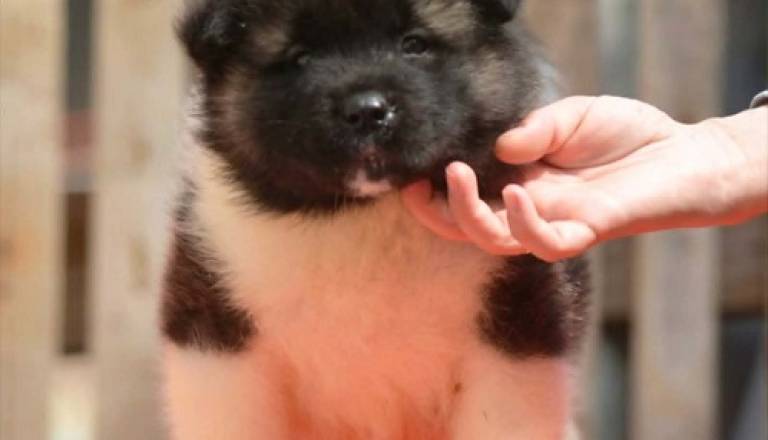 2-americka-akita-mm0826.jpg