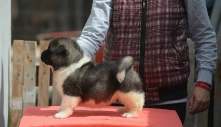 5-americka-akita-mm0826.jpg