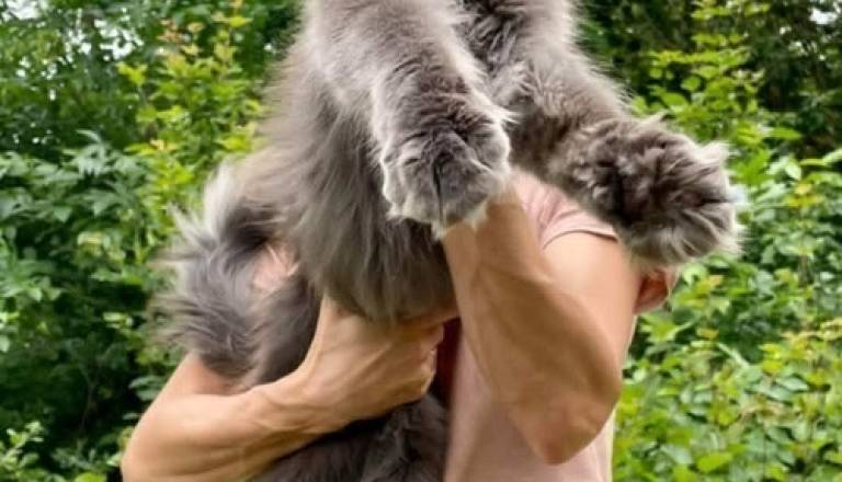 2mainecoonm0826.jpg