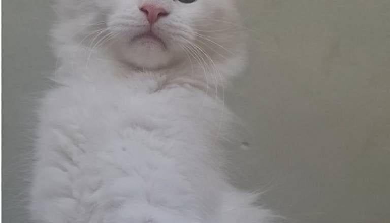 3mainecoonm0826.jpg