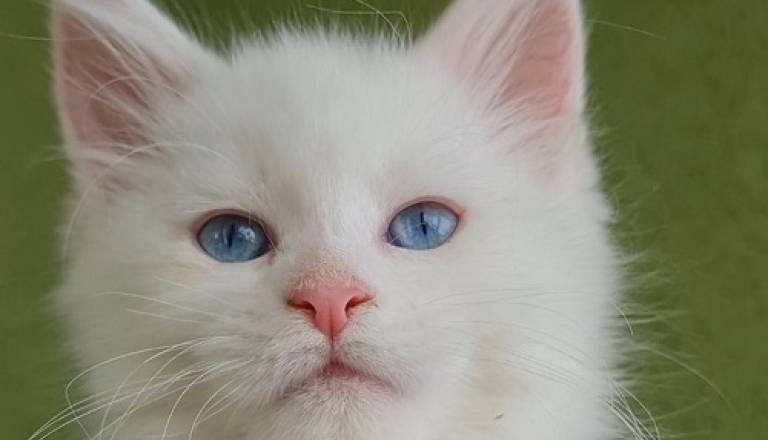 4mainecoonm0826.jpg