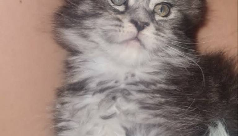 5mainecoonm0826.jpg