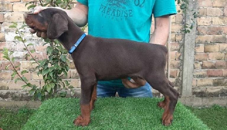 1-dobermanm0826.jpg