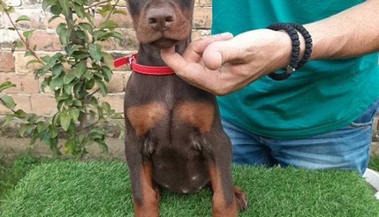 2-dobermanm0826.jpg