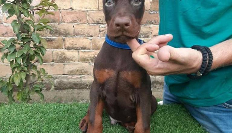 3-dobermanm0826.jpg