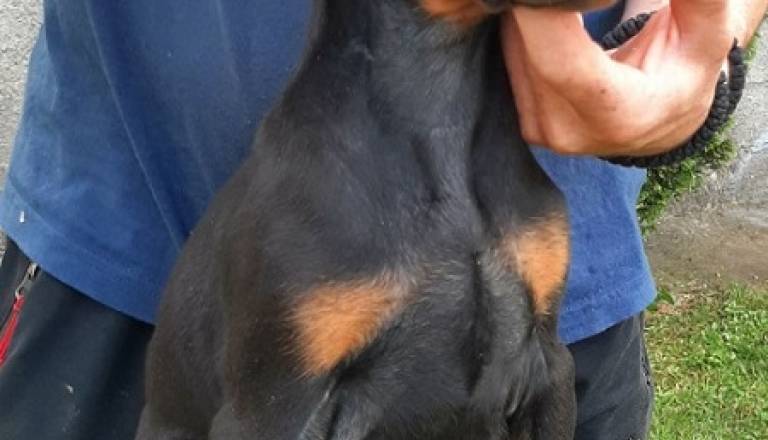 4-dobermanm0826.jpg