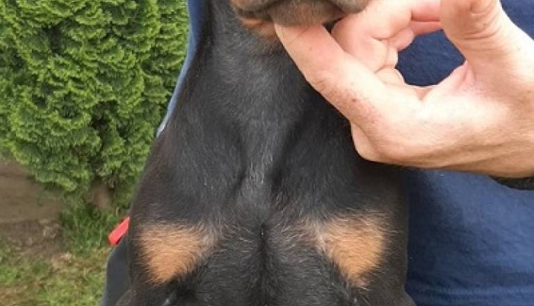 5-dobermanm0826.jpg