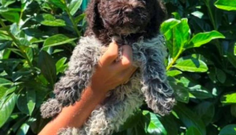 lagotto-romagnolo-01bm.jpg