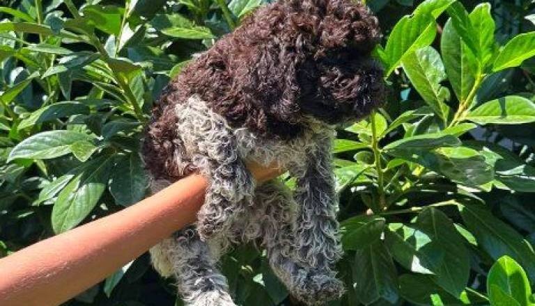 lagotto-romagnolo-02.jpg