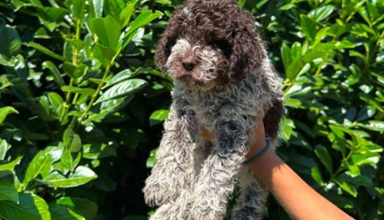 lagotto-romagnolo-03.jpg