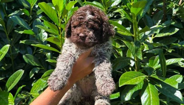 lagotto-romagnolo-04.jpg