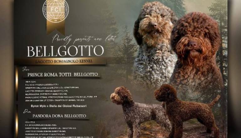lagotto-romagnolo-05.jpg