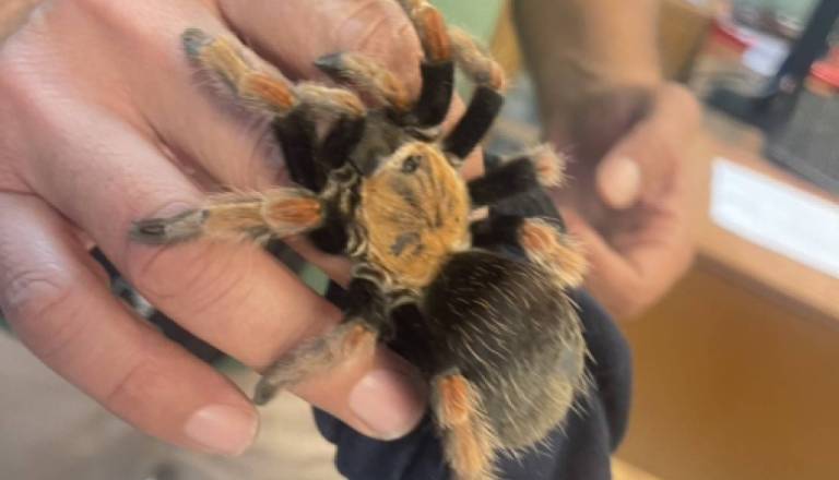 08ec42a28ad7-thailand-brachypelma-baumgarteni-mexican-tarantula.jpg