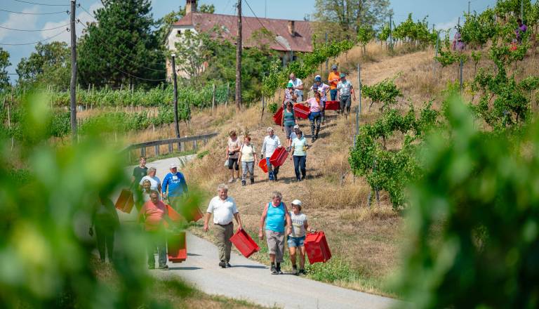 2026-08-20_ciglar_osimzan_08.jpg